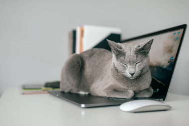 Cracow, Polonya - 31 Mart 2019: komik ağızlıklı güzel bir Rus mavi kedisi defter keayboard 'unda uzanıyor ve ev içinde dinleniyor. Saf kan sevimli kedi yavrusu dizüstü bilgisayarda dinleniyor..