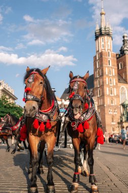 Turistleri at arabasına bindirmek için iki madalyalı at.