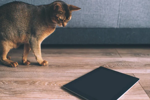 Abyssinian cat watching at tablet screen. Lovely playful kitten at home.