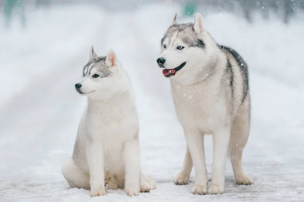 Syberisch Husky Koppel Winter Mooie Puppy Mooie Honden Vriendelijk Huisdier — Stockfoto