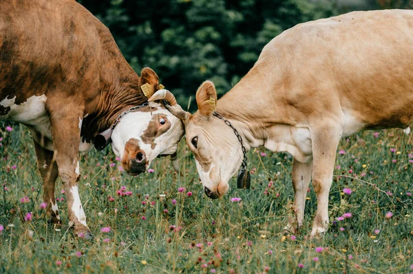 Две Смешные Пятнистые Коровы Бьются Головой Пастбище Цветами Летний День — стоковое фото