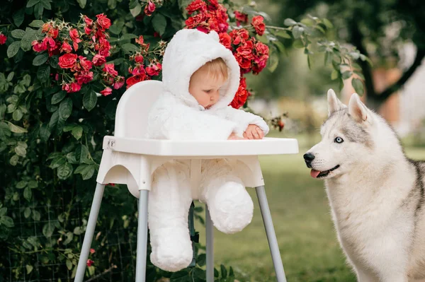 의상을 아이가 의자에 아름다운 강아지와 — 스톡 사진