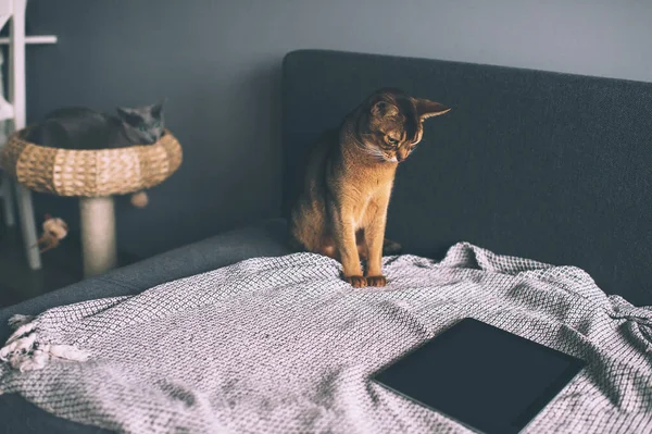 Abyssinian cat watching at tablet screen. Lovely playful kitten at home.