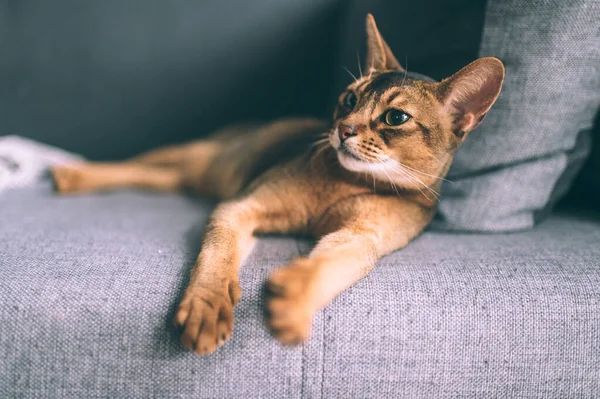 Abessinische Katze Auf Sofa Liegend Schöne Kleine Kätzchen Entspannen — Stockfoto