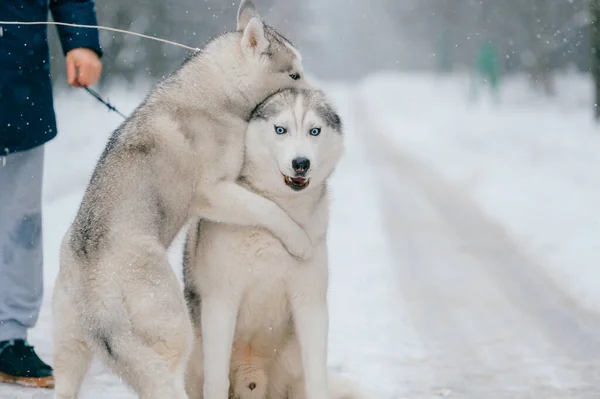 Syberian Husky Couple Winter Beautiful Puppies Lovely Dogs Friendly Pet — Stock Photo, Image