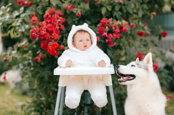 Uroczy Chłopiec Stroju Niedźwiedzia Siedzi Wysokim Krześle Husky Dog Patrząc — Zdjęcie stockowe