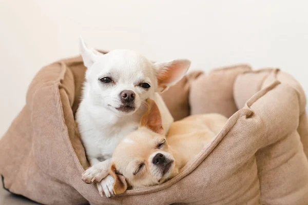 Dois Adorável Bonito Bonito Doméstico Raça Mamífero Chihuahua — Fotografia de Stock