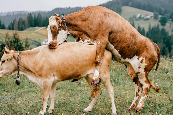 Dvě Směšné Skvrnité Krávy Hrající Sexuální Hry Pastvinách Vysočině Letním — Stock fotografie