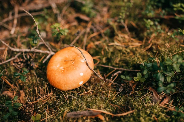 Focused picture of a big orange gustable mushroom in the forest