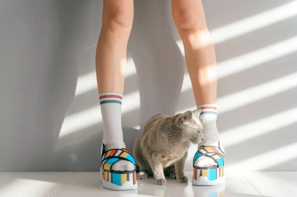 俄罗斯蓝猫躺在漂亮的雌性腿之间 穿着色彩艳丽的高楔形皮鞋 躺在白色的桌子上 亚洲动漫风格概念 穿着夏装高跟鞋的女人 — 图库照片