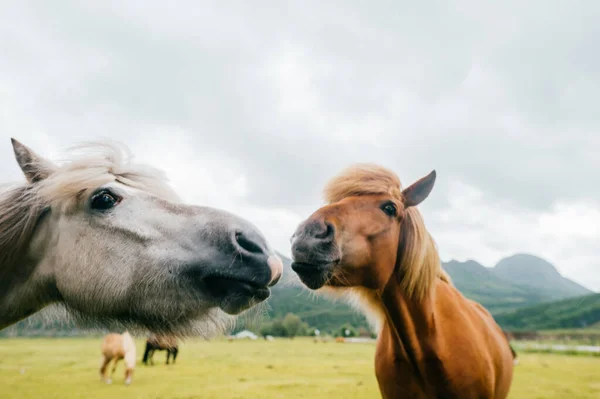 Dzikie Zwierzęta Norwegii Skandynawski Fiord Piękne Konie Pastwisku Jedzą Trawę — Zdjęcie stockowe