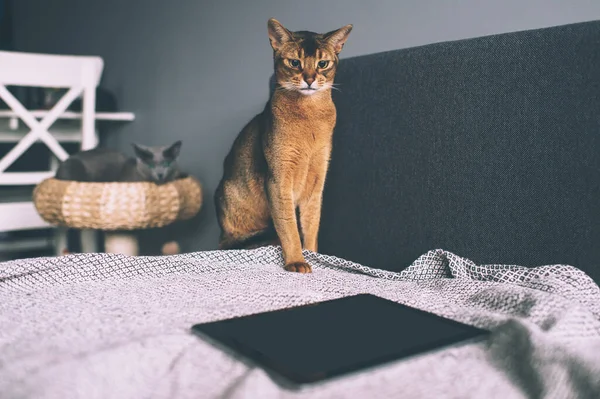 Abessinische Katze Beim Beobachten Tablet Bildschirm Schöne Verspielte Kätzchen Hause — Stockfoto