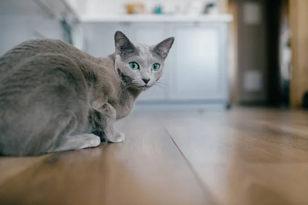 Entzückende Russische Blaue Katze Mit Lustiger Emotionaler Schnauze Und Großen — Stockfoto