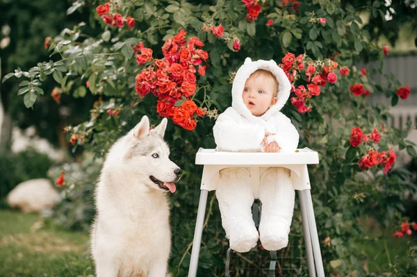 Charming Baby Boy Bear Costume Sitting High Chair Husky Dog — Stock Photo, Image