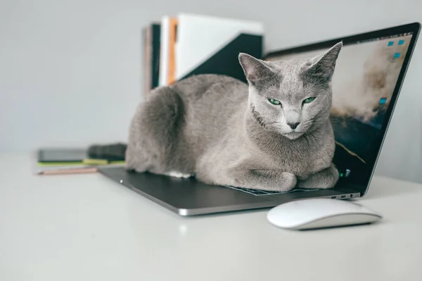 波兰克拉科夫 2019年3月31日 美丽的俄罗斯蓝猫 带着滑稽的口吻躺在笔记本的滑板上 在家中放松 纯正可爱的小猫咪躺在笔记本电脑上 — 图库照片