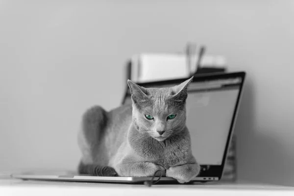 Beautiful Russian Blue Cat Funny Emotional Muzzle Lying Keayboard Notebook — Stock Photo, Image