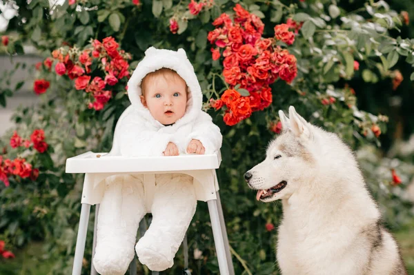 Infant Child Bear Costume Sitting High Chair Playing Beautiful Puppy — Stock Photo, Image