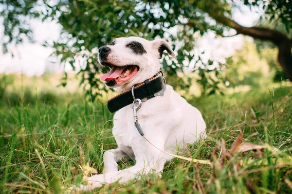 Ein Süßer Großer Weißer Hund Mit Schwarzem Wellengang Genießt Das — Stockfoto