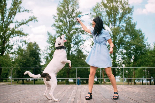 Красива Біла Дівчина Тренує Свого Красивого Чорно Білого Собаку Парку — стокове фото
