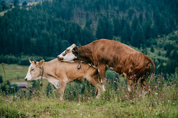 Deux Drôles Vaches Tachetées Jouant Des Jeux Sexuels Sur Les — Photo