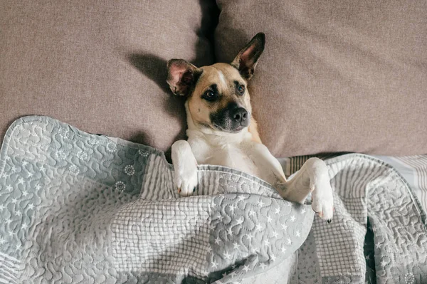 Felice Cane Sdraiato Sul Retro Sul Letto Sotto Coperta — Foto Stock