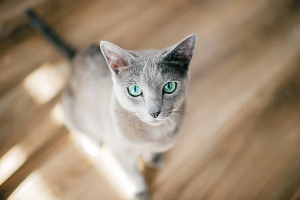 Adorable Russian Blue Cat Funny Emotional Muzzle Big Blue Eyes — Stock Photo, Image