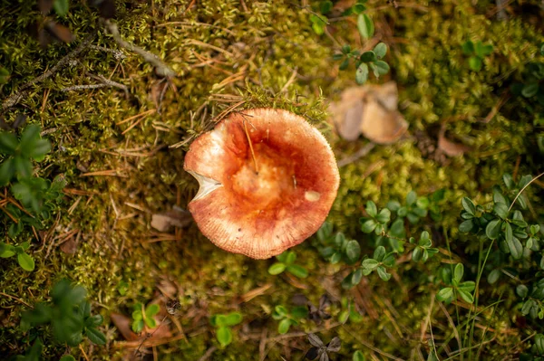 Focused Picture Big Orange Gustable Mushroom Forest — Stock Photo, Image