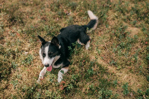 Small Black White Pariah Dog Runs Forest Tongue Sticking Out — Stock Photo, Image