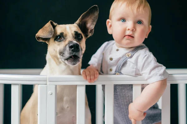 Pequeño Niño Jugando Con Cachorro Cama —  Fotos de Stock