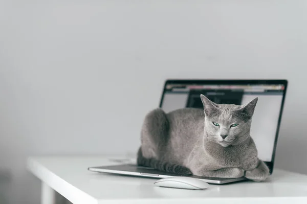 美丽的俄罗斯蓝猫 有着可笑的情感口吻 躺在笔记本的滑板上 在家里的灰色背景上悠闲自在地呆在家里 用笔记本电脑喂养一只蓝眼睛可爱的灰色小猫 — 图库照片