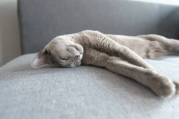 Schöne Kätzchen Schlafen Auf Bett — Stockfoto