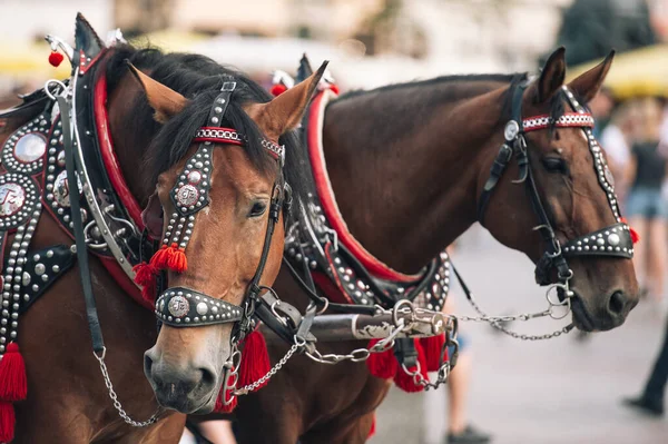 Две Украшенные Лошади Верховой Езды Туристов Экипаже — стоковое фото
