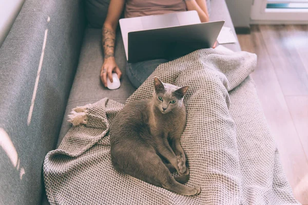 Gatinho Bonito Deitado Cama Pernas Proprietário Mulher Usando Notebook Fundo — Fotografia de Stock