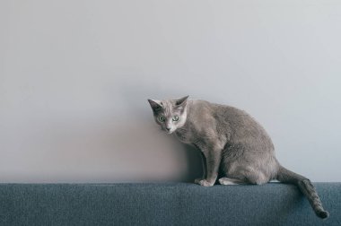 Kanepede oturan sevimli kedi yavrusu.