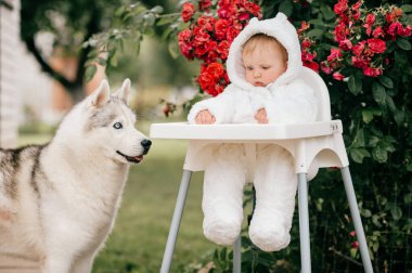 Çekici erkek bebek ayı kostümü giymiş yüksek sandalyede oturuyor dışarıda köpekli kırmızı çiçekli çalıların yanında..