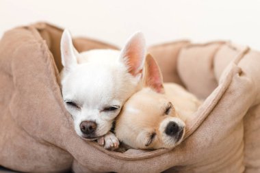 İki sevimli, sevimli ve güzel evcil memeli chihuahua p