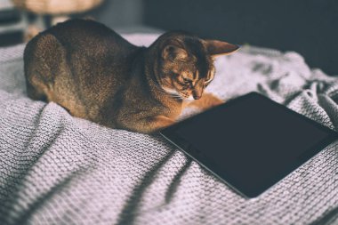 Habeş kedisi tablet ekrandan izliyor. Evdeki sevimli, neşeli kedi yavrusu..