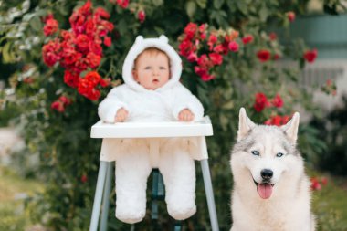 Küçük bebek ayı kostümü içinde şirin köpek yavrusu gibi dostane portresi var..