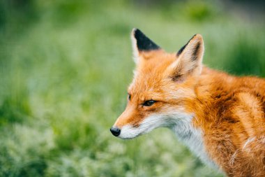 Vahşi doğada yeşil çimlerin üzerinde oturan genç kızıl tilkinin portresi. Kürklü yavru hayvan hayatı. Yırtıcı hayvan kırsalda. Hayvan yaşam tarzı. Güzel, güzel bir yaratığın ağzı. Şefkatli ve nazik