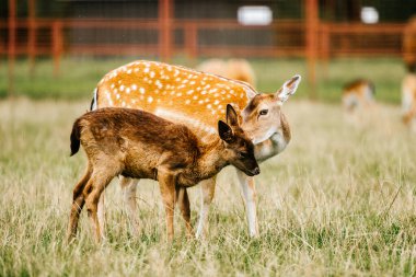 Roe geyik annesi yardıma muhtaç küçük çocuğunu önemsiyor. Doğu Avrupa 'da hayvanat bahçesinde yaşayan çok güzel bir memeli aile yazın doğaya açıktır. Swet ve sevimli yavru geyik alışkanlıkları. Masum, narin, güzel bir portre.