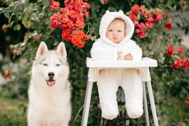 Oyuncak ayı kostümü giymiş komik bir çocuk. Saçında ağızlık olan güzel bir evcil hayvanla koltuğa oturmuş. Husky köpek ve küçük çocuk arkadaşlığı.