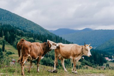 Yaz günü İskoçya 'da çayırlarda seks oyunları oynayan iki komik benekli inek. Tarlada çiftleşen sığırlar ve arka plandaki orman ve dağların manzarası. Hayvan çiftleşme alışkanlıkları