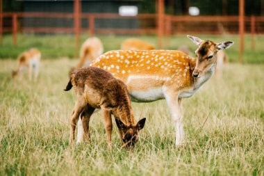 Roe geyik annesi yardıma muhtaç küçük çocuğunu önemsiyor. Doğu Avrupa 'da hayvanat bahçesinde yaşayan çok güzel bir memeli aile yazın doğaya açıktır. Swet ve sevimli yavru geyik alışkanlıkları. Masum, narin, güzel bir portre.