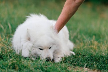 Tanımlanamayan sahibi doğada beyaz samoeyd 'ini çalıştırmak istiyor. Güzel safkan köpek çimlerin üzerinde yatıyor. Adamın eli köpeğin patisini titretiyor. Komik bir ağızlık takmış gülen güzel bir hayvan.