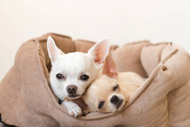 İki sevimli, sevimli ve güzel evcil memeli chihuahua p