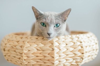 Küçük sevimli kedi yavrusu yatakta dinleniyor. Gri arka planda kedi evinde komik bir yüz ifadesi olan saf ve sevimli bir kedinin kapalı ev portresi. Rus mavi kedisi saman sepetinde dinleniyor.