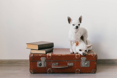 İki chihuahua yavrusu bavulun üzerinde yatıyor. Evdeki memeli hayvanlar. Komik yüzlü sevimli köpekler. Beyaz duvarda izole edilmiş evcil hayvanlar. Yola çıkmaya hazırız. Eski kitaplar. Garip ağızlıklar kameraya bakıyor..