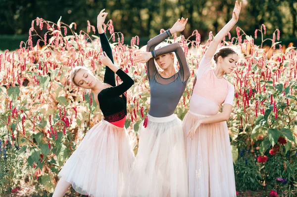 Dramatisches Porträt Von Drei Anmutigen Ballerinen Die Über Rosa Blumen — Stockfoto