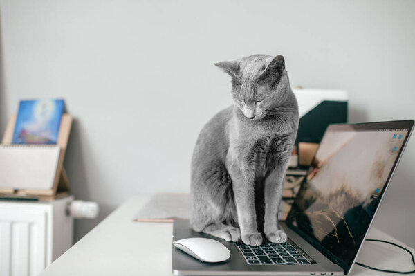 Beautiful russian blue cat lying on notebook in home interior. Lazy kitten resting on laptop. Working concept.