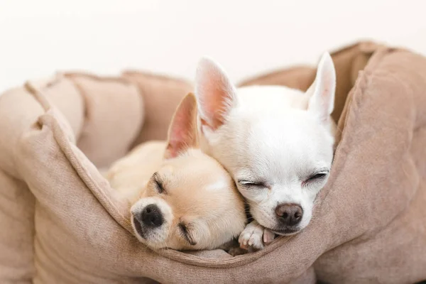 Dos Hermosa Linda Hermosa Raza Doméstica Mamífero Chihuahua —  Fotos de Stock